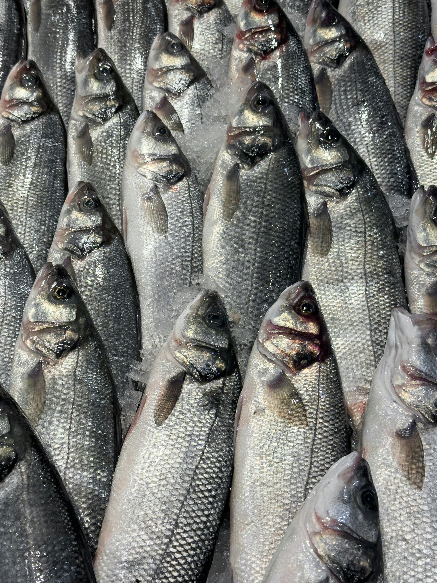 Frischer Fisch dicht an dicht auf Eis in einer Auslage.